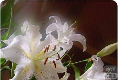 百合花的折法_百合花的特点